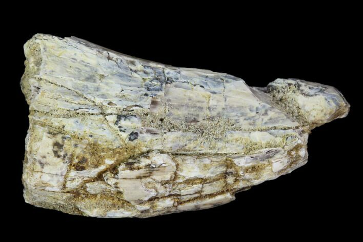 Bargain, Fossil Tyrannosaur Tooth - Aguja Formation, Texas #105068